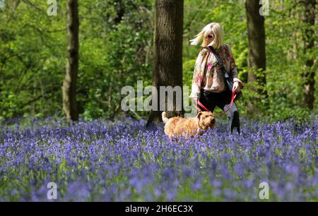 Hundewanderer genießen heute Nachmittag die Bluebells im Wanstead Park im Osten Londons, während Teile Großbritanniens eine Pause vom Regen mit einem sonnigen Tag genießen. Stockfoto