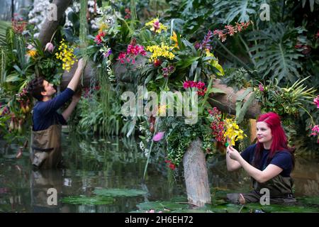 Alex Hoyle und Elisa Biondo geben den exotischen und seltenen Orchideen ...
