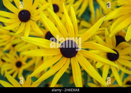 Gelbe Koneblüten im Garten, Echinacea paradoxa, Gelbe Koneblümchen ist ein Pflanzengenie in der Familie der Sonnenblumen, Koneblümchen mit gelben Blütenblättern und Stockfoto