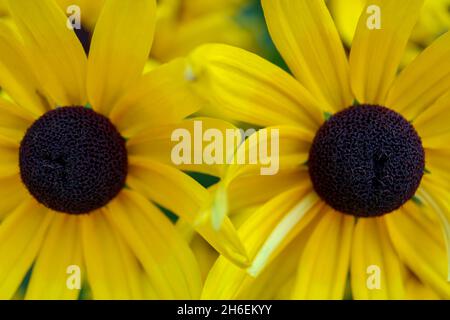 Zwei Gelbe Koneblümchen , Echinacea paradoxa , Gelbe Koneblümchen ist ein Pflanzengenie in der Familie der Sonnenblumen, Koneblümchen mit gelben Blütenblättern und dunkel Stockfoto