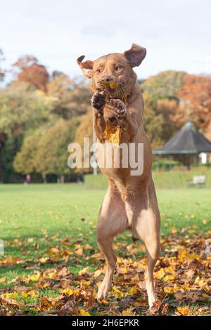 fuchsrote Labrador Retriever spielt in Herbstblättern Stockfoto