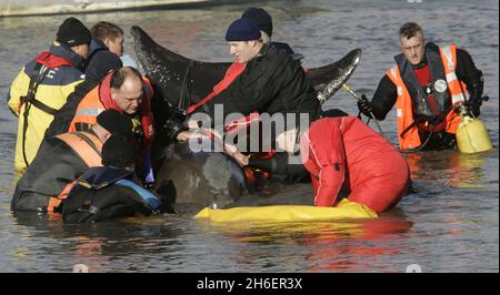 Der 5 m lange Nördliche Flaschennasenwal steht am 21/01/06 an der Themse im Westen Londons. Trotz eines Rettungsversuchs, den Wal zu retten, indem er das Tier auf einen Lastkahn auf dem Weg ins Meer hob, starb er an Atembeschwerden auf der Route. Jeff Moore/allactiondigital.com Stockfoto