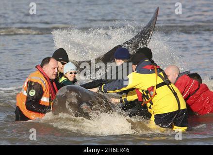 Der 5 m lange Nördliche Flaschennasenwal steht am 21/01/06 an der Themse im Westen Londons. Trotz eines Rettungsversuchs, den Wal zu retten, indem er das Tier auf einen Lastkahn auf dem Weg ins Meer hob, starb er an Atembeschwerden auf der Route. Jeff Moore/allactiondigital.com Stockfoto