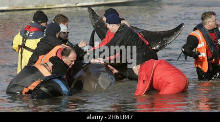 Der 5 m lange Nördliche Flaschennasenwal steht am 21/01/06 an der Themse im Westen Londons. Trotz eines Rettungsversuchs, den Wal zu retten, indem er das Tier auf einen Lastkahn auf dem Weg ins Meer hob, starb er an Atembeschwerden auf der Route. Jeff Moore/allactiondigital.com Stockfoto