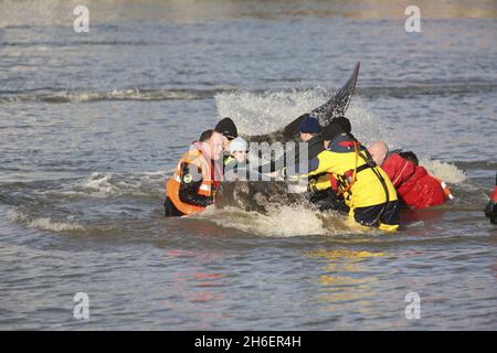 Der 5 m lange Nördliche Flaschennasenwal steht am 21/01/06 an der Themse im Westen Londons. Trotz eines Rettungsversuchs, den Wal zu retten, indem er das Tier auf einen Lastkahn auf dem Weg ins Meer hob, starb er an Atembeschwerden auf der Route. Jeff Moore/allactiondigital.com Stockfoto