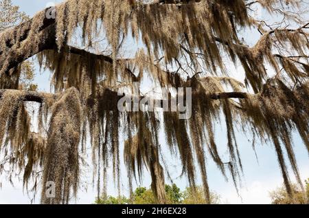 Spanisches Moos am Baum hängend; Tillandsia usneoides; Bromeliade; Epiphyt; gefiedert; Anmutig, Nahaufnahme, Natur, Paynes Prarie State Park, Florida, Mic Stockfoto