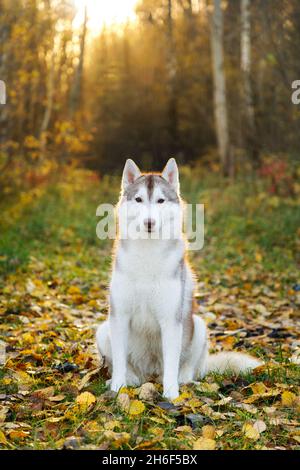 Porträt des Husky-Hundes im Herbstwald Stockfoto