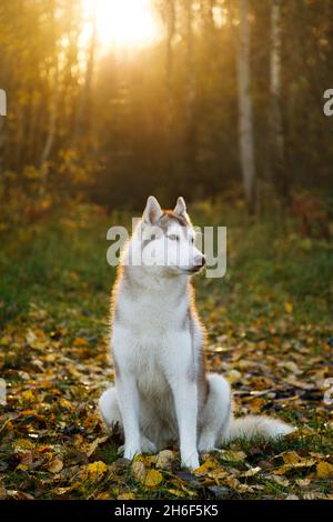 Porträt des Husky-Hundes im Herbstwald Stockfoto