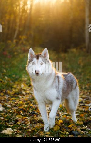 Porträt des Husky-Hundes im Herbstwald Stockfoto
