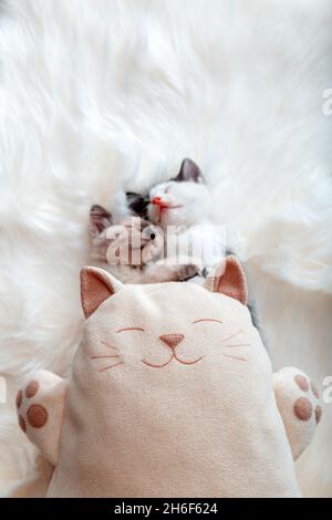 Glücklich lächelnd kuschelig Plüsch Katze Weiches Spielzeug gegen Paar 2 umarmend süß schlafen Nickerchen entspannen Kätzchen Familie in der Liebe. Kuschelige Traumkätzchen in der Liebe auf Weiß Stockfoto