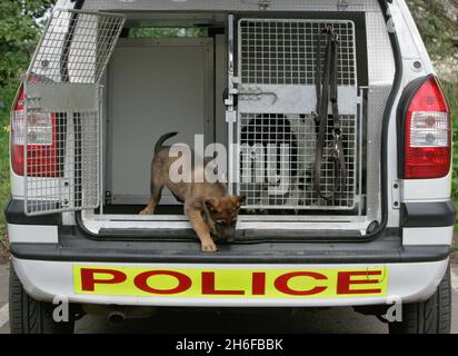 File Photo vom 02/05/2006 von einem Schäferhund, der von der Polizei trainiert wird. Zwei Polizeihunde starben gestern, nachdem sie am heißesten Tag des Jahres in ihrem Handler-Auto zurückgelassen wurden. Die deutschen Schäferhunde wurden in dem Fahrzeug, das vor dem Nottinghamshire Polizeihauptquartier geparkt war, tot aufgefunden. Stockfoto