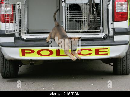 File Photo vom 02/05/2006 von einem Schäferhund, der von der Polizei trainiert wird. Zwei Polizeihunde starben gestern, nachdem sie am heißesten Tag des Jahres in ihrem Handler-Auto zurückgelassen wurden. Die deutschen Schäferhunde wurden in dem Fahrzeug, das vor dem Nottinghamshire Polizeihauptquartier geparkt war, tot aufgefunden. Stockfoto