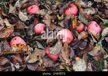 Gefallene rote und rosafarbene Äpfel und trockene Blätter liegen auf dem Boden im Obstgarten. Herbstgarten, Erntekonzept. Verrottete Frucht mit kleiner schwarzer Schnecke. Fallen Stockfoto