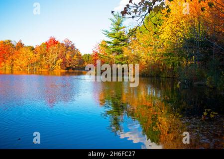 Eine Explosion herbstlicher Laubfarben umgibt den Rand des Dallenbachsees in East Brunswick, New Jersey, USA -10 Stockfoto