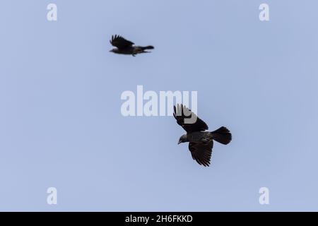 Westliche Dohlen (Coloeus monedula) im Flug über Juist, Ostfriesische Inseln, Deutschland. Stockfoto