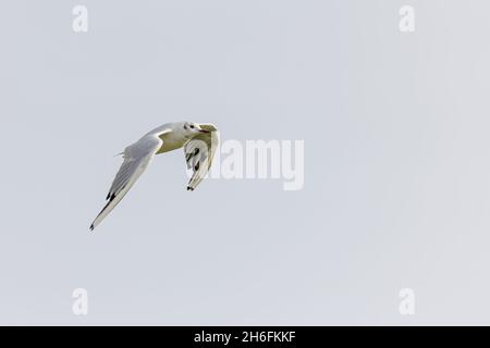 Schwarzkopfmöwe (Chroicocephalus ridibundus) im Flug über Juist, Ostfriesische Inseln, Deutschland. Stockfoto