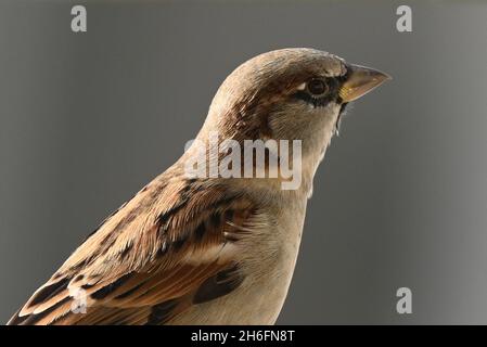 Berlin, Deutschland. Oktober 2021. Ein Sperling sitzt mit geschlossenem Schnabel an einer Wand. Quelle: Soeren Stache/dpa-Zentralbild/ZB/dpa/Alamy Live News Stockfoto