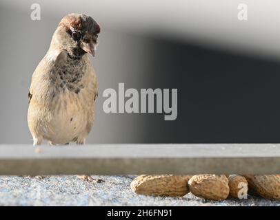 Berlin, Deutschland. Oktober 2021. Ein Sperling sitzt an einer Wand und schaut auf Erdnüsse, die vor ihm liegen. Quelle: Soeren Stache/dpa-Zentralbild/ZB/dpa/Alamy Live News Stockfoto