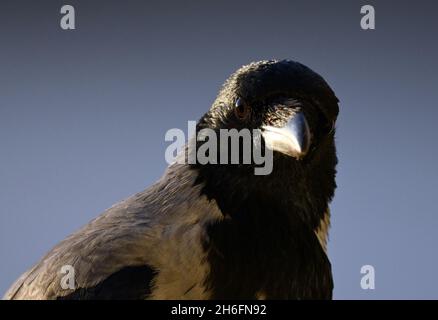 Berlin, Deutschland. Oktober 2021. Eine Krähe mit geschlossenem Schnabel. Quelle: Soeren Stache/dpa-Zentralbild/ZB/dpa/Alamy Live News Stockfoto