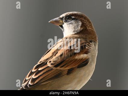 Berlin, Deutschland. Oktober 2021. Ein Sperling sitzt mit geschlossenem Schnabel an einer Wand. Quelle: Soeren Stache/dpa-Zentralbild/ZB/dpa/Alamy Live News Stockfoto