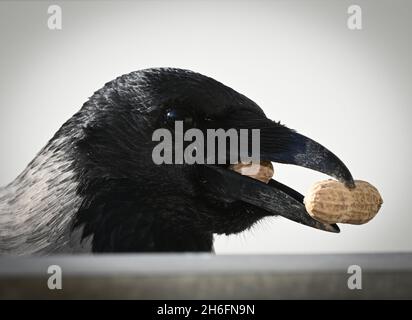 Berlin, Deutschland. Oktober 2021. Eine Krähe trägt zwei Erdnüsse im Schnabel. Quelle: Soeren Stache/dpa-Zentralbild/ZB/dpa/Alamy Live News Stockfoto