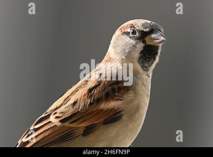 Berlin, Deutschland. Oktober 2021. Ein Sperling sitzt mit geschlossenem Schnabel an einer Wand. Quelle: Soeren Stache/dpa-Zentralbild/ZB/dpa/Alamy Live News Stockfoto