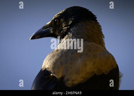 Berlin, Deutschland. Oktober 2021. Eine Krähe mit geschlossenem Schnabel. Quelle: Soeren Stache/dpa-Zentralbild/ZB/dpa/Alamy Live News Stockfoto