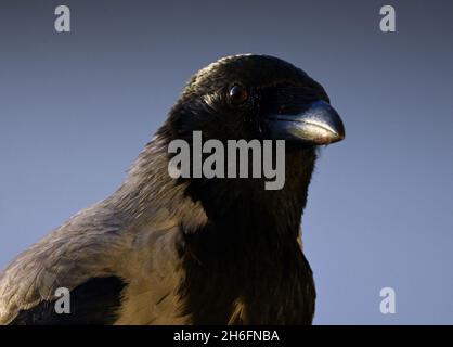 Berlin, Deutschland. Oktober 2021. Eine Krähe mit geschlossenem Schnabel. Quelle: Soeren Stache/dpa-Zentralbild/ZB/dpa/Alamy Live News Stockfoto