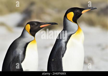 Zwei Königspinguine (Aptenodytes patagonicus), die zusammen stehen und ihre charakteristischen gelb-orangen Halsmarkierungen und langen Schnäbel zeigen. Stockfoto