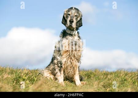 Älteres englisches Setter Männchen dreifarbig, Außenportrait auf einem Feld, blauer Himmel, grünes Gras Stockfoto