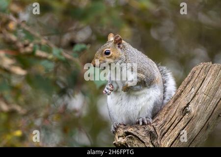 Eichhörnchen grau (Sciurus carolinensis) auf abgestorbenen Ast in der Nähe von Samenfutterhäuschen Graues Fell mit weißer Unterseite und einigen rotbraunen Stellen hat großen buschigen Schwanz Stockfoto