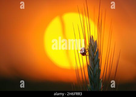 Marienkäfer auf einer Ähre vor der untergehenden Sonne Stockfoto