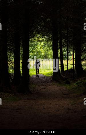 Weibliche Wanderin, die in einem Wald in der Nähe von Cadamstown, County Offaly, Irland, auf eine Lichtung geht Stockfoto