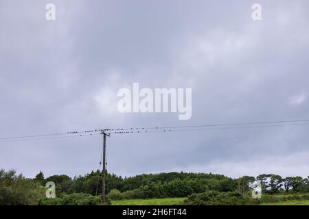 Vögel auf einem Draht durch einen Telegraphenmast im Regen, Old Head Louisburgh, County Mayo, Irland Stockfoto