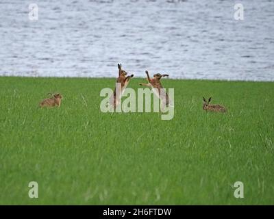 Zwei aufrechte, braune Hasen (Lepus europaeus), europäischer Hase, beobachtet von zwei anderen im grasbewachsenen loch-Side-Feld auf dem Festland, Orkney, Schottland, Großbritannien Stockfoto