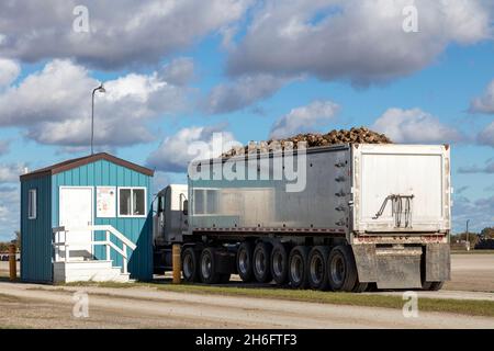 Lastwagen liefern geerntete Zuckerrüben an das Sammelzentrum Autumn, Saginaw County, MI USA, von James D. Coppinger/Dembinsky Photo Assoc Stockfoto