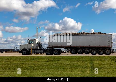 Lastwagen liefern geerntete Zuckerrüben an das Sammelzentrum Autumn, Saginaw County, MI USA, von James D. Coppinger/Dembinsky Photo Assoc Stockfoto