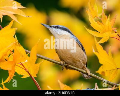 Aberystwyth, Ceredigion, Wales, Großbritannien. November 2021. Ein regnerischer und kalter Herbsttag hat die Vögel zu einem Futterhäuschen in der Nähe eines acer-Baumes und eines kleinen Gartenteichs in der Mitte von Wales gezogen. Quelle: Phil Jones/Alamy Live News Stockfoto