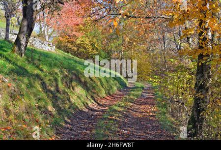 Pfad bedeckt mit abfallenden Blättern und durchquert im Herbst den Alpenwald Stockfoto