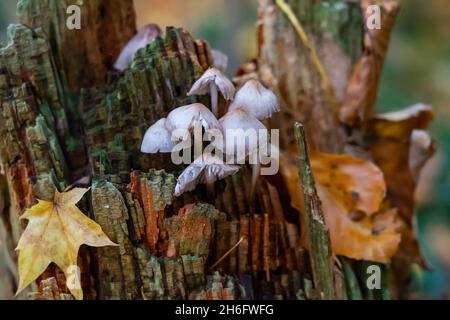 Kleine weiße Pilze auf einem Stumpf im Herbst Stockfoto