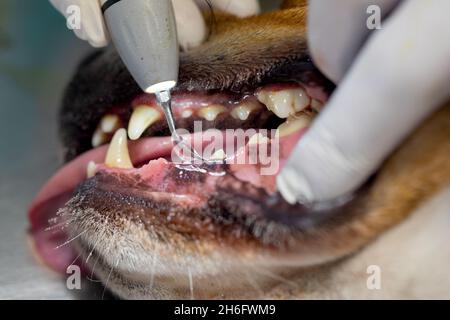 Tierarzt Entfernen von Zahnbelag von den Zähnen eines Hundes. Stockfoto