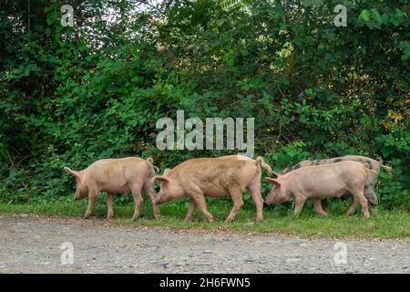 Vier Ferkel laufen auf dem Land in der Nähe der Straße. Stockfoto