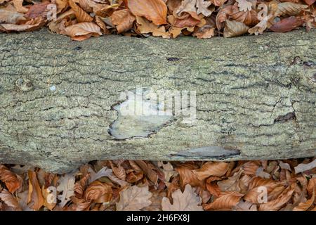 Ein alter Baumstamm, der zwischen den Blättern liegt, herbstlicher Hintergrund Stockfoto