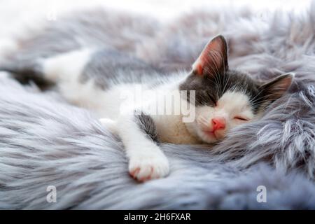 Glücklich Kätzchen schlafen auf grau flauschig kariert. Katze bequem Nickerchen entspannen Sie sich im gemütlichen Heimbett. Kätzchen Haustier Tier mit rosa Nase haben süße Träume. Stockfoto