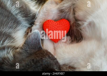 Katzenpfoten halten rotes Herz während des Schlafes. Herzförmiges Spielzeug auf Familie von Paar 2 zwei weiche niedliche Kätzchen Katzen Nickerchen Ruhe Umarmung in der Liebe. Herzkonzept von Stockfoto