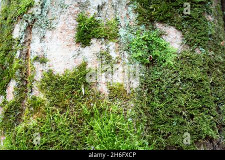 Grünes Moos wächst auf einem Baumstamm, Baumstruktur Stockfoto