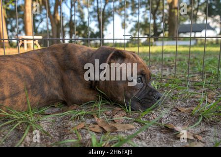 Boxerhund-Welpe liegt in der Feder auf dem Rasen Stockfoto