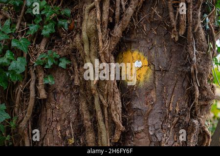 Wendover, Großbritannien. November 2021. Ein Baum, der durch HS2 zum Fällen markiert ist. Die Einheimischen sind wütend, dass HS2 in Wendover Wälder und Wildtiere zerstören. Quelle: Maureen McLean/Alamy Stockfoto