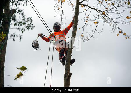 Wendover, Großbritannien. November 2021. HS2 fällte heute wieder Bäume. Die Einheimischen sind wütend über die Zerstörung von Wald- und Wildlebensräumen, die HS2 in Wendover verursacht. HS2 gefährdet 108 uralte Waldgebiete, 693 Wildtiergebiete und 33 SSSIs Stockfoto