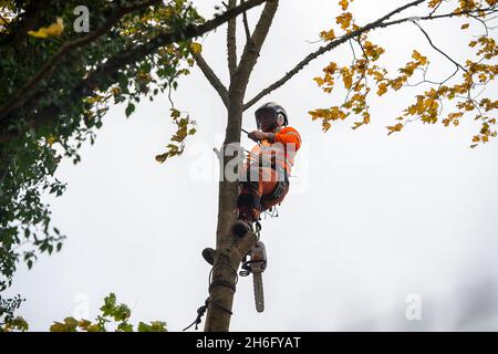 Wendover, Großbritannien. November 2021. HS2 fällte heute wieder Bäume. Die Einheimischen sind wütend über die Zerstörung von Wald- und Wildlebensräumen, die HS2 in Wendover verursacht. HS2 gefährdet 108 uralte Waldgebiete, 693 Wildtiergebiete und 33 SSSIs Stockfoto